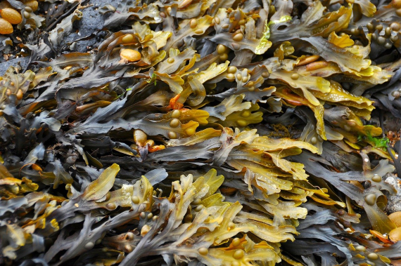 BBVA-OpenMind-dieta sostenible en el fondo de los océanos-Fuentes-marinas-4-Si se produce un crecimiento desmesurado de algas, pueden llegar a pudrirse liberando toda su carga de CO2. Crédito: Ronile