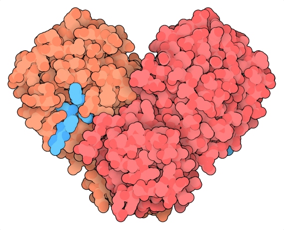 BBVA-OpenMind-Materia-Cinco tecnologías a tener en cuenta en 2021-Tecnologia 2021-2-Proteasa principal del coronavirus SARS-CoV-2 (2019-nCoV), con inhibidor en turquesa. Crédito: PDB-101