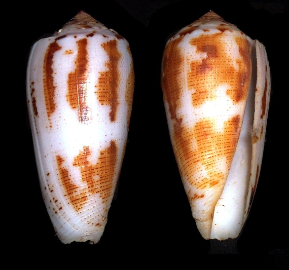 Conus magus es un tipo de caracol cono. Están ampliamente distribuidos en los océanos Pacífico e Índico tropical, y se encuentran más comúnmente en los arrecifes de coral. Crédito: Richard Parker