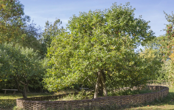 El manzano más famoso del mundo. Crédito: National Trust