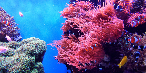 En algunas formaciones coralinas, al poner en contacto artificialmente dos especies diferentes ha surgido una tercera especie híbrida