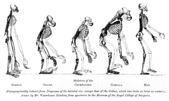 BBVA-OpenMind-Materia-El Darwin más incomprendido-Venimos del mono- 3-Ilustración que compara los esqueletos de varios simios con los del hombre. Portada de Evidence as to Man's Place in Nature. Fuente: Wikimedia