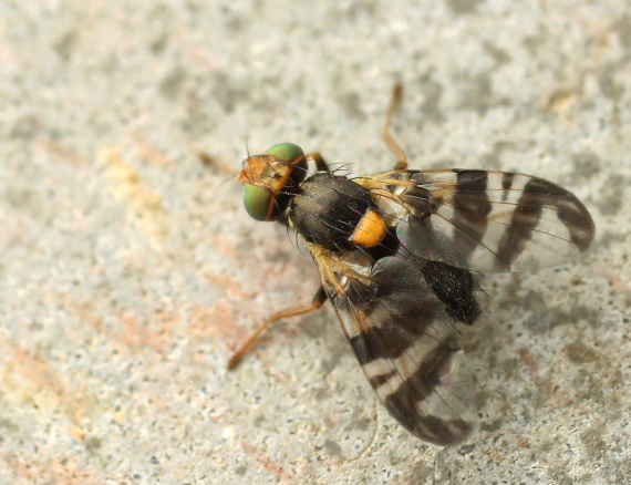 Rhagoletis es un género de las llamadas moscas de las frutas, familia Tephritidae con alrededor de 70 especies.