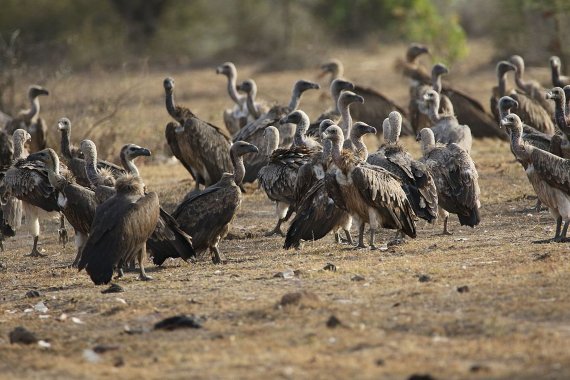 BBVA-OpenMind-Yanes-contaminan el medio ambiente nuestros medicamentos-Contaminacion_farmacos -2-Diclofenac poisoning brought three species of vultures to the brink of extinction in India. Credit: 