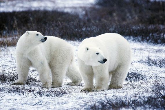 BBVA-OpenMind-Yanes-especies más cotizadas para la caza furtiva-11-El oso polar cierra la lista de las 10 especies más cotizadas. Fuente: Pxfuel