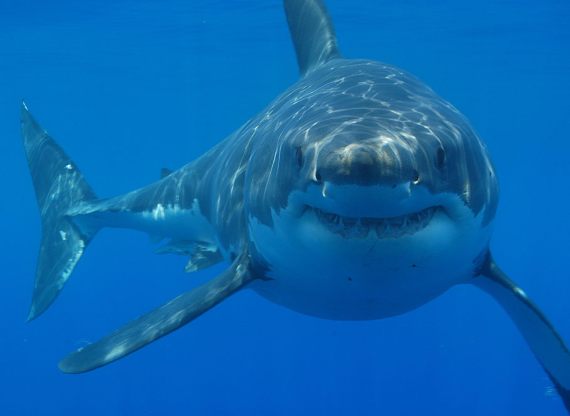 BBVA-OpenMind-Yanes-especies más cotizadas para la caza furtiva-7-Censos recientes han detectado un alarmante declive del número de tiburones blancos. Crédito: Hermanus Backpackers