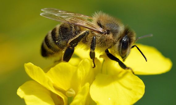 Desaparicion Abejas 1-La especie de abeja apis mellifera es la más común en la práctica de la apicultura. Fuente: Wikimedia