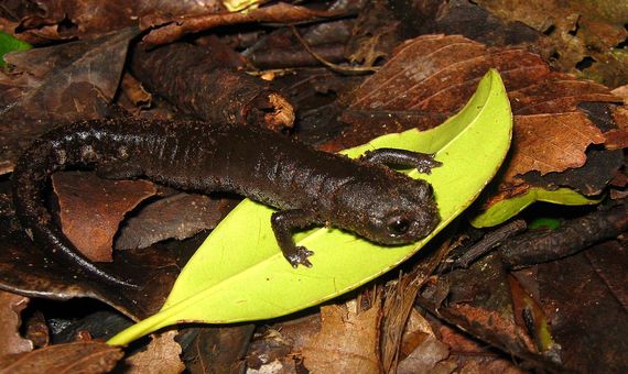 La salamandra de Jalapa, similar a la que aparece en esta imagen, fue víctima de la deforestación de los bosques de Guatemala. Fuente: Wikimedia.
