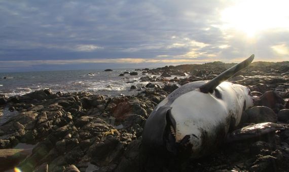 BBVA-OpenMind-Yanes-Contaminantes zombis-compuestos que ya no utilizamos pero que siguen perjudicando al planeta 1-La orca Lulú fue hallada muerta en las costas de Escocia con altos niveles de PCBs en su organismo. Crédito: National Museums Scotland