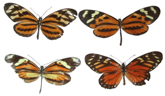 Mimetismo Mülleriano: las diferentes especies de mariposas sudamericanas de la flor de la pasión (Género Heliconius) comparten diseño para repartirse las bajas.