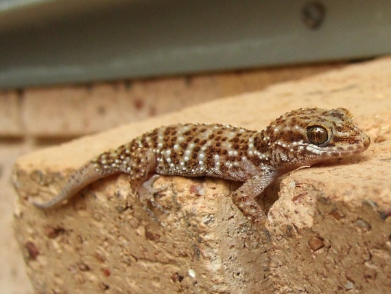 BBVA-OpenMind-Heteronotia binoei-partogenesis - Heteronotia binoei, especie de lagarto de la familia Gekkonidae de Australia, que presenta poblaciones partenogenéticas con un amplio rango geográfico y poblaciones bisexuales de distribución más restringida