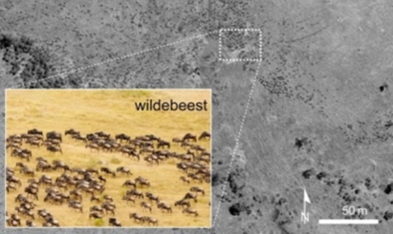 Las imágenes por satélite son fundamentales para rastrear la caza y la pesca ilegal así como para localizar grandes grupos de animales. Imagen: Universidad de Twente