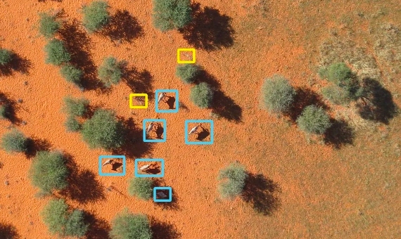 BBVA-OpenMind-tecnologia para vigilar y proteger la fauna amenazada 2-Los drones se han convertido en una herramienta fundamental para vigilar grupos de especies amenazadas. Imagen: dronebelow