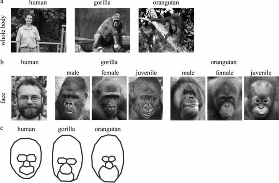 BBVA-OpenMind-tecnologia para vigilar y proteger la fauna amenazada 3-El reconocimiento facial en primates ayuda a detectar y categorizar a individuos de distintas especies. Imagen: Kano Fumihiro