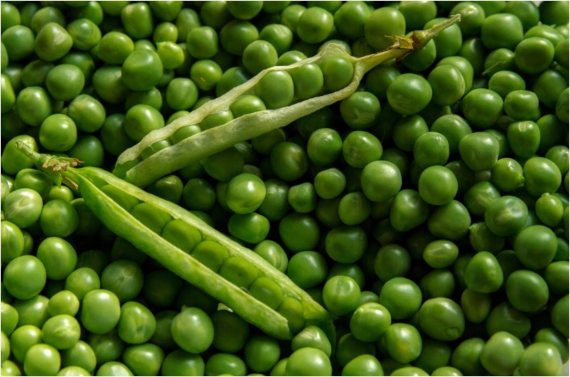 BBVA-OpenMind-5 tecnologias verdes 3 - Los nódulos de las raíces de las legumbres, como los guisantes, acogen bacterias simbióticas fijadoras de nitrógeno. Crédito: Wikimedia Commons.