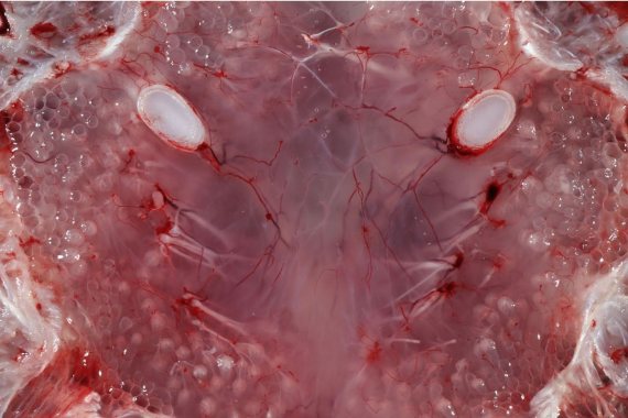 BBVA-OpenMind-sexto sentido humano 1 - Los peces cartilaginosos como los tiburones poseen unos órganos llamados ampollas de Lorenzini, sensibles a los campos eléctricos. Crédito: Wikimedia Commons