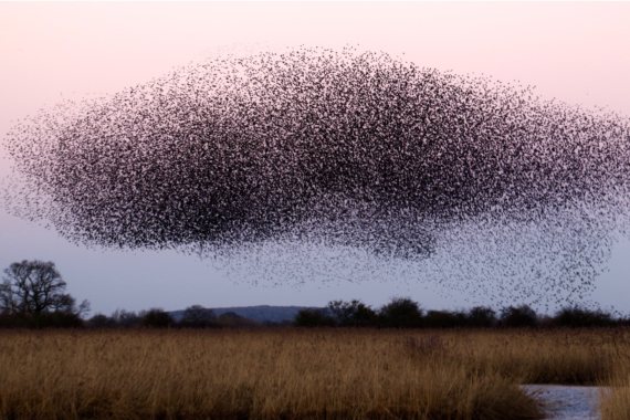 BBVA-OpenMind-sexto sentido humano 2 - Las aves no solo responden a la dirección del campo magnético y a su declinación, sino también a su inclinación. Crédito: James Wainscoat