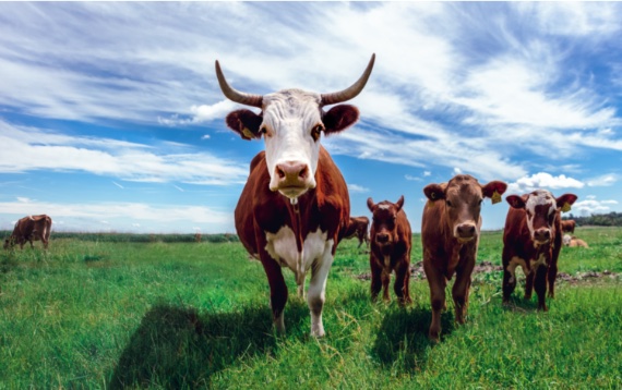 BBVA-OpenMind-Yanes-Grandes Animales 2-El ganado doméstico genera el 20% de las emisiones globales de metano, frente a un 2,2% de la fauna salvaje. Crédito: Jonas Koel