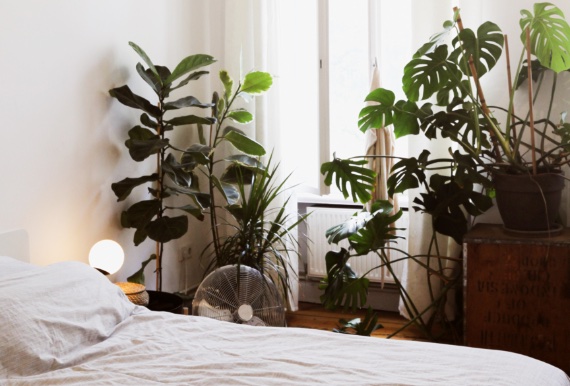Tener plantas en el dormitorio no es un peligro: la principal fuente emisora de CO2 mientras dormimos no son las plantas, somos nosotros. Fuente: Unsplash.