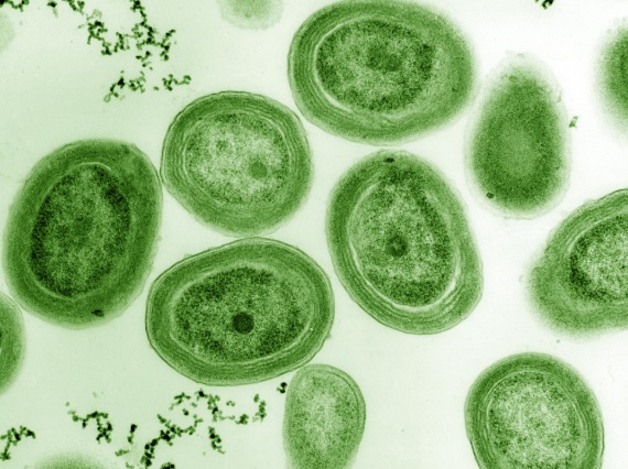 La cianobacteria Prochlorococcus es el organismo fotosintÃ©tico mÃ¡s pequeÃ±o del mundo, responsable del 5% de la fotosÃ­ntesis global. CrÃ©dito: Wikimedia Commons