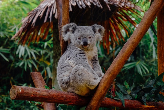 BBVA-OpenMind-Yanes-fauna grandes islas_2 La mayoría de los mamíferos de la fauna australiana son marsupiales, dan a luz crías poco desarrolladas que terminan su maduración en una bolsa materna. Crédito: Wikimedia Commons.