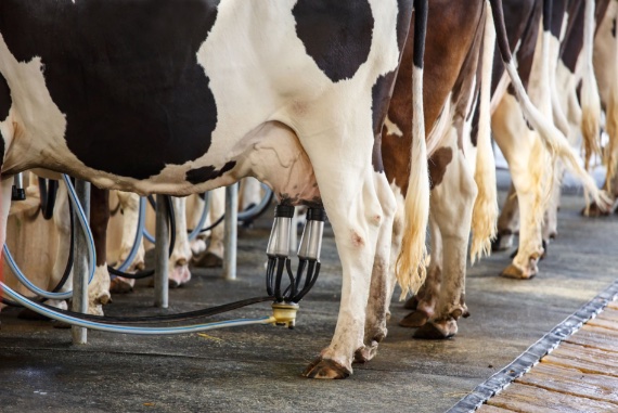 BBVA-OpenMind-Barral-leche sintetica contra cambio climatico_1 La leche sintética es desde un punto de vista bioquímico idéntica a la leche animal, ya que es producida por los mismos genes. Crédito: Wikimedia Commons