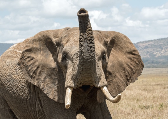 Con 1.948 genes de receptores, la trompa del elefante es una extraordinaria nariz con la que explorar el mundo exterior a través del olor. Crédito: David Clode