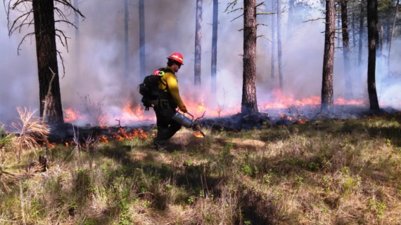 BBVA-OpenMind-Yanes-incendios forestales protegen de plagas_2