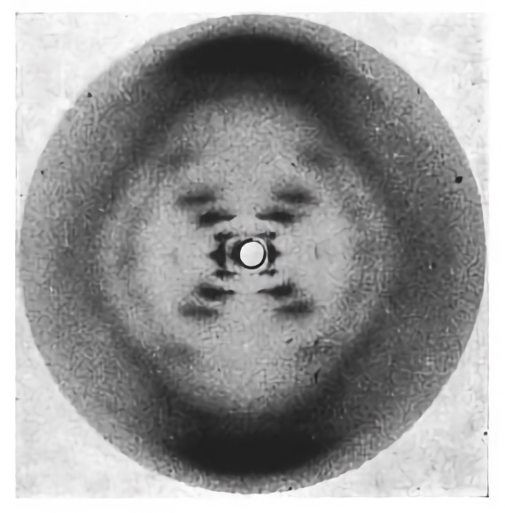 BBVA-OpenMind-Yanes-El largo camino para entender la genetica_2 En 1952 Rosalind Franklin y Raymond Gosling obtuvieron la celebÃ©rrima foto 51 que revelaba la forma de una doble hÃ©lice. CrÃ©dito: Science History Images / Alamy Stock Photo