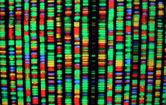 BBVA-OpenMind-Yanes-El largo camino para entender la genetica_3 RepresentaciÃ³n digital del genoma humano en la que cada color representa uno de los cuatro componentes quÃ­micos del ADN. CrÃ©dito: Mario Tama/Getty Images