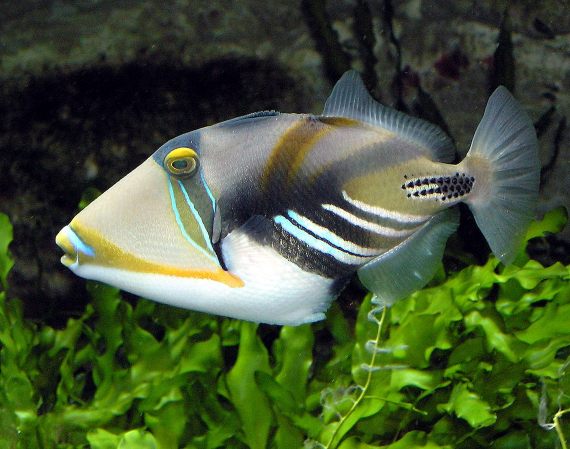 El pez ballesta picasso (Rhinecanthus aculeatus) es una especie de peces de la familia Balistidae en el orden de los Tetraodontiformes.