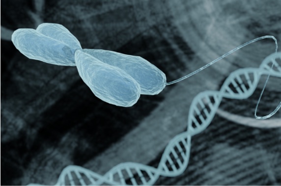 Los científicos trabajan para contrarrestar el acortamiento de los telómeros, los extremos de los cromosomas, con la edad. Crédito: CIPhotos/Getty Images