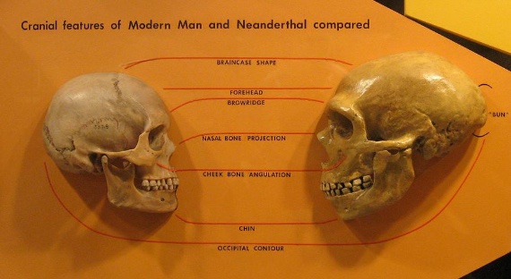 BBVA-OpenMind-Yanes-asi han cambiado nuestras ideas sobre neandertales_2 La versión neandertal de un gen llamado TKTL1 produce menos neuronas en el neocórtex, la región asociada a los procesos cognitivos superiores. Crédito: Hairymuseummatt CC BY-SA 2.0