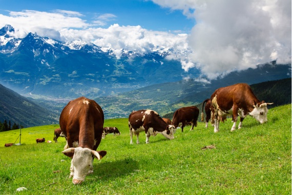 Las vacas comen de 20 a 30 kilos diarios de hierba seca e inflamable, por lo que pueden ser eficaces en espacios abiertos. CrÃ©dito: Sylvain Sonnet/Getty Images