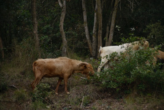 Es preciso una media de dos cabras por cada hectÃ¡rea de monte cuando un caballo puede mantener diez, seÃ±ala un estudio de la Universidad de Valladolid. CrÃ©dito: Sergi Escribano / Getty Images
