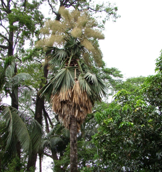 La Palmera Tali es una especie endémica de Bengala (India y Bangladés). Sus semillas han permitido conservar esta especie en jardines. Crédito: MSH Sourav - CC BY-SA 4.0