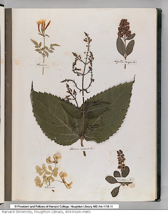 Herbario de Emily Dickinson. Crédito: Houghton library