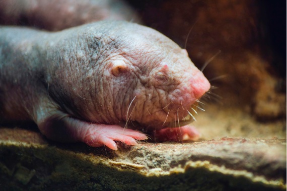 Los ratopines, que pueden alcanzar los 31 años, son resistentes al cáncer y otras enfermedades de la edad, y mantienen una salud cardiovascular envidiable. Crédito: Tennessee Witney/Getty Images