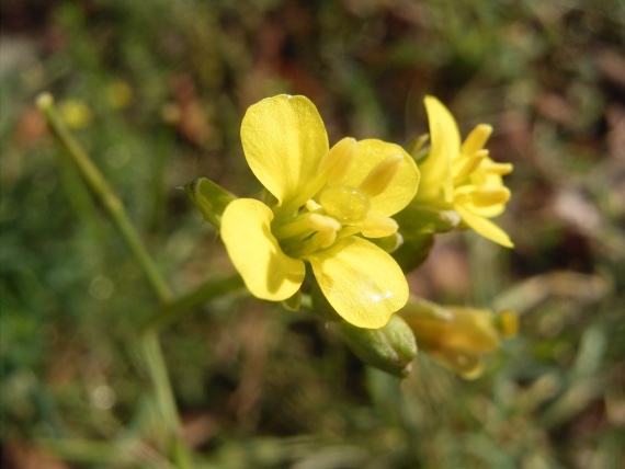 BBVA-OpenMind-Yanes-Especies que hemos devuelto a la naturaleza_5 La Diplotaxis siettiana (en la foto una imagen de la flor del mismo género) es una especie reintroducida que vive en el islote español de Alborán. Crédito: TeunSpaans CC BY 2.5
