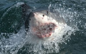 El nÃºmero de mordeduras de tiburÃ³n ha aumentado considerablemente debido al desplazamiento de estos escualos fuera de sus territorios tradicionales. CrÃ©dito: URIADNIKOV SERGEI/Getty Images