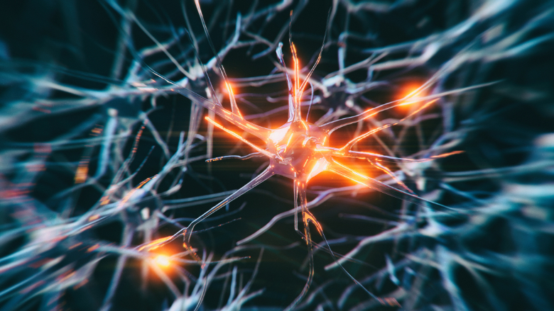 La informaciÃ³n retenida por la memoria operativa no se almacena en las neuronas, sino que queda almacenada en las sinapsis neuronales. CrÃ©dito: Koto Feja /Getty Images