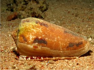 Estos caracoles marinos tienen un arpón conectado a una glándula de veneno que utilizan para defenderse y cazar y que puede matar a un humano. Crédito: Getty Images/iStockphoto