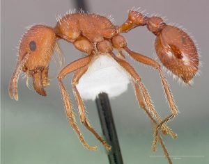 El veneno más tóxico encontrado en un insecto es el de la hormiga cosechadora de Maricopa que se extiende por el oeste de EEUU y norte de México. Crédito: www.antweb.org/CC bY 4.0