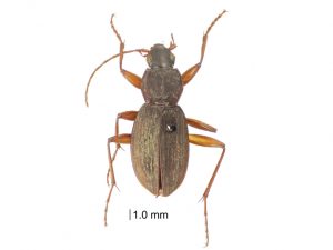 BBVA-OpenMind-Yanes-Especies que conocimos despues de muertas_4 Este escarabajo recogido en Samoa en la década de 1860 fue asignado en 2017 a una nueva especie en un género del que solo se conocían dos especímenes anteriores. Crédito: James K. Liebherr CC-BY-4.0