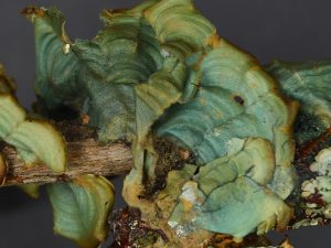 BBVA-OpenMind-Yanes-Especies que conocimos despues de muertas_5 Un análisis de ADN descubrió que el Liquen timucua era una nueva especie, un liquen de forma lobulada que crecía en la corteza de ciertos arbustos de los bosques secos del interior de Florida. Crédito: Robert Lücking