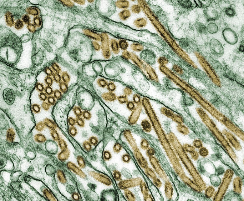BBVA-OpenMind-Yanes-Gripe aviar proxima pandemia_1 La que hoy conocemos como gripe aviar es un virus A H5N1 adaptado a las aves, pero que puede causar zoonosis, o salto a los humanos. Crédito: Smith Collection/Gado/Getty Images