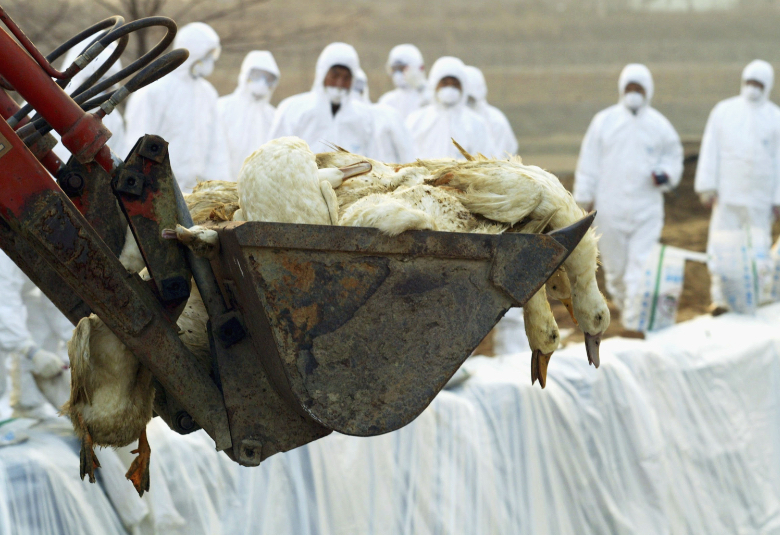 BBVA-OpenMind-Yanes-Gripe aviar proxima pandemia_2 Desde 2003 hasta 2023 se han confirmado 873 casos en humanos con 458 muertes, una mortalidad en torno al 50%. Crédito: Chung Sung-Jun/Getty Images