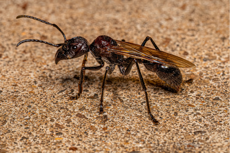 BBVA-OpenMind-Yanes-Las picaduras mas dolorosas_1 La hormiga bala de Centro y Sudamérica se llama así porque el dolor de su picadura se compara al de un disparo. Crédito: ViniSouza128/Getty Images