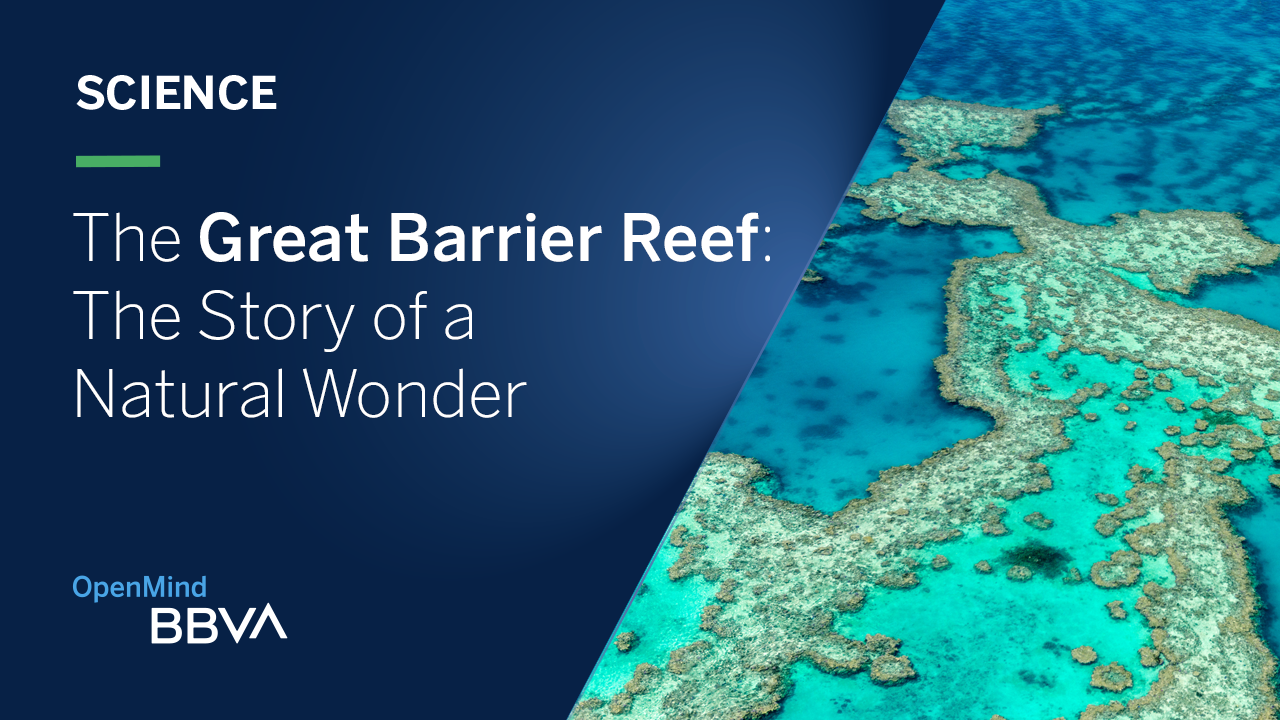 The Great Barrier Reef Story | OpenMind´s videos