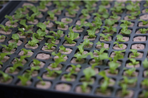 BBVA-OpenMind-Barral-El desafio de cultivar plantas en el espacio_4 Actualmente se investiga el cultivo de plantas modificadas genéticamente en un medio hidropónico enriquecido con acetato. Crédito: Getty Images